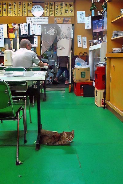 近所の猫ちゃんも常連さんです！